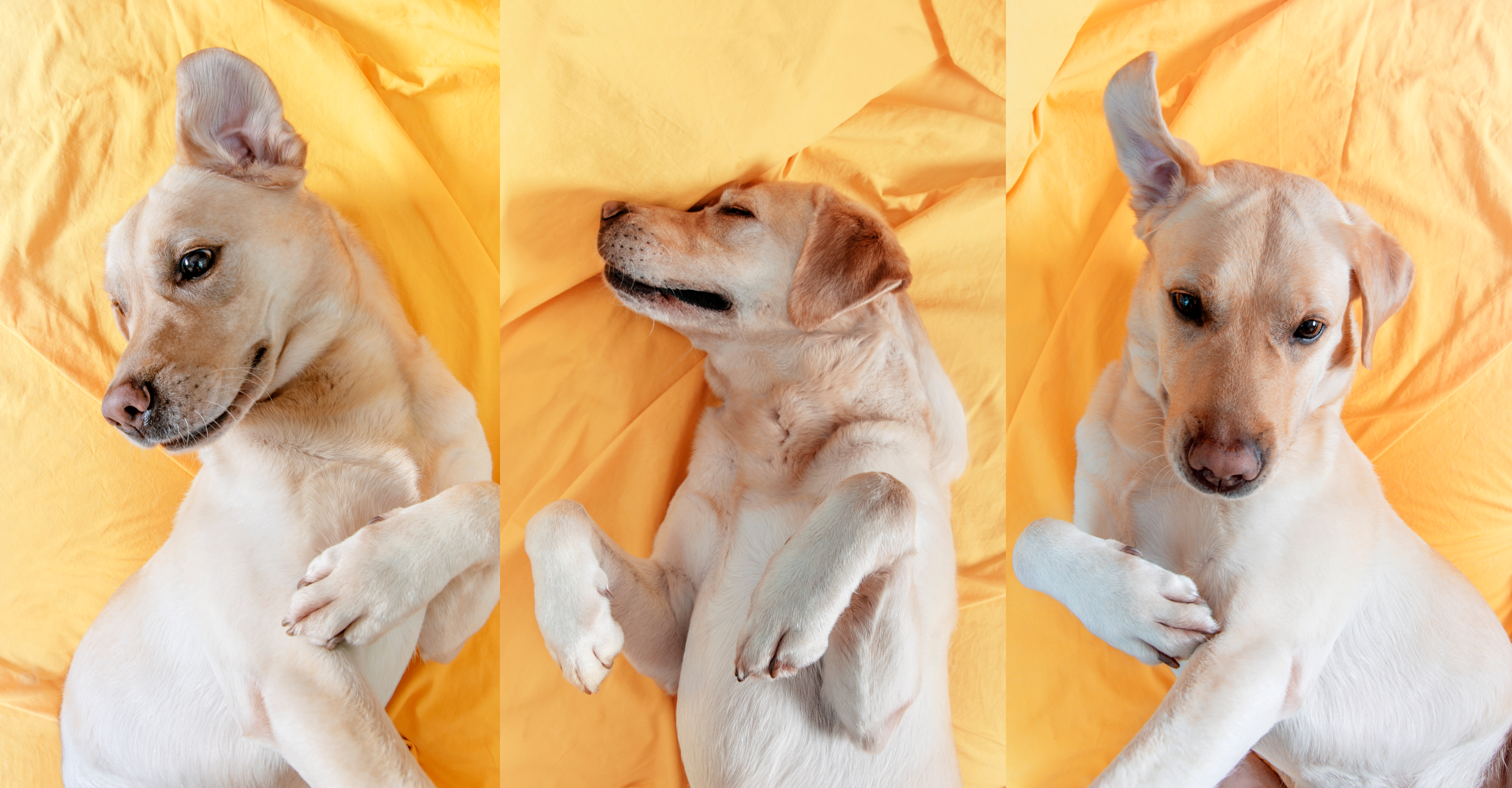 Co oznacza, gdy pies śpi na plecach?