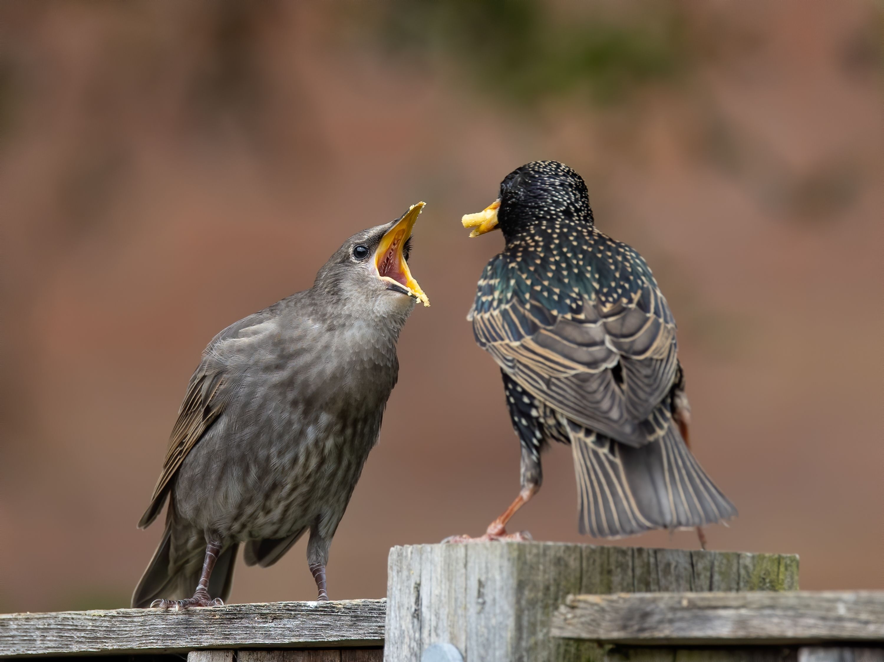 Co jest naturalnym wrogiem szpaków?