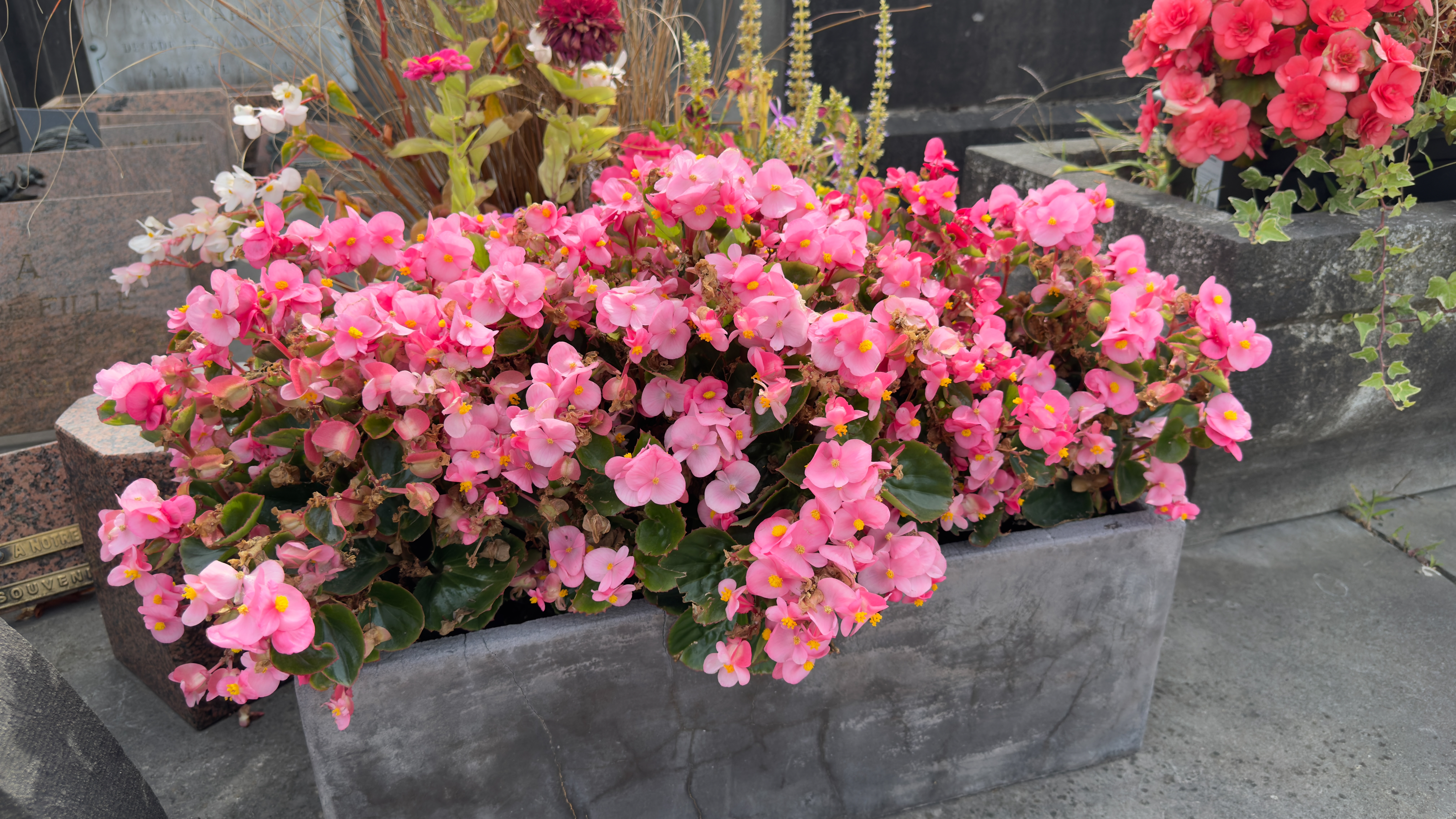 Jakie żywe kwiaty można posadzić na cmentarzu jesienią?